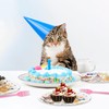 48pcs Cat Party Supplies,Disposable dessert tableware,include 16 Dessert Plate,16 Napkin