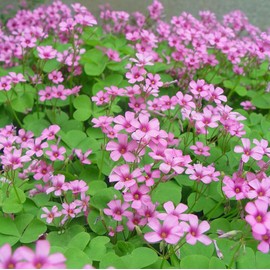 Medium Red Clover Cover Crop Seeds for Planting Plant 200 Seeds