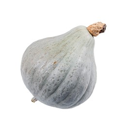 Winter Squash, Blue Hubbard - Squash Seeds