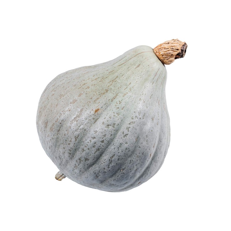 Winter Squash, Blue Hubbard - Squash Seeds