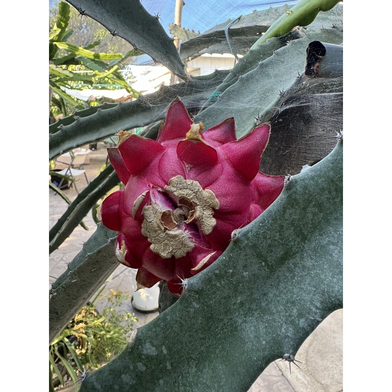 ORGANICO Physical, Graffiti DRAGON FRUIT CUTTINGS 8+ Inches