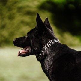 Herm. Sprenger Ultra-Plus Prong Dog Training Collar, Anti Pull Training Pinch Collar, Stainless Steel (3.0 mm x 17" Neck Size; 20" Chain Length) - Swivel-Ring Version