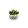 Ultum Nature Systems Cryptocoryne wendtii 'Mioya' in Vitro Tissue Culture