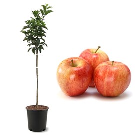 American Plant Exchange Gala Apple Tree, Fruit-Bearing Live Plant, Edible Outdoor Landscape, 3-4' Tall, 5-Gallon Pot