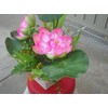 Plastic Artificial Lotus Flower with White Square Procelain Pot