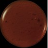 Oiad Liptique (13 Colors) - 008 BROWYY