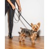 Wild One Leash - Small - Black