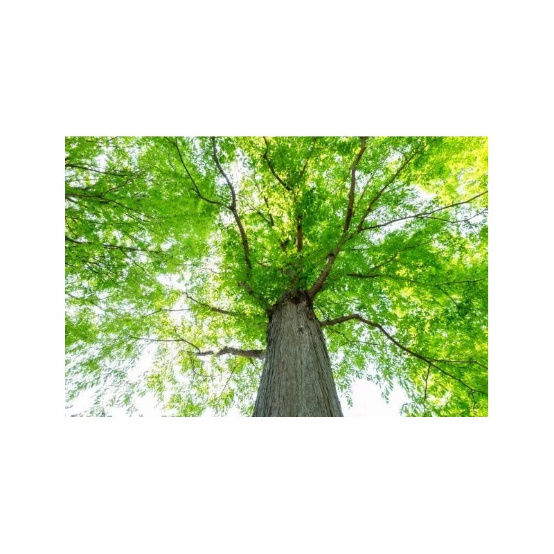 Tree 3 Small Dawn Redwood Live Tree Seedling Garden 3