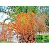 Canary Island Date Palm Seeds for Planting (5 Seeds) -