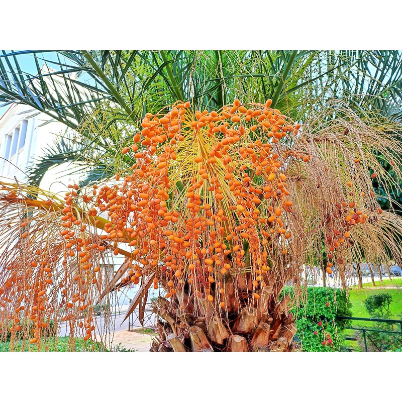 Canary Island Date Palm Seeds for Planting (5 Seeds) -