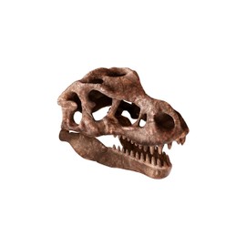 Clementoni Galileo Discovery Excavation Set T-Rex Skull - Toy for Children from 7 Years - Digging Dinosaur Fossils with Hammer & Chisel for Small Explorers by Clementoni 59445
