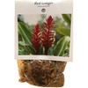 Patriotic Red White Blue Ginger Plants - 3 Pack Live