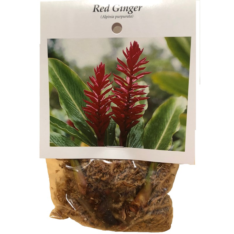 Patriotic Red White Blue Ginger Plants - 3 Pack Live