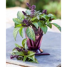 Cinnamon Basil 100-12,500 Seeds Fresh Heirloom Culinary Scent Herb Plant Spicy (3200 Seeds)