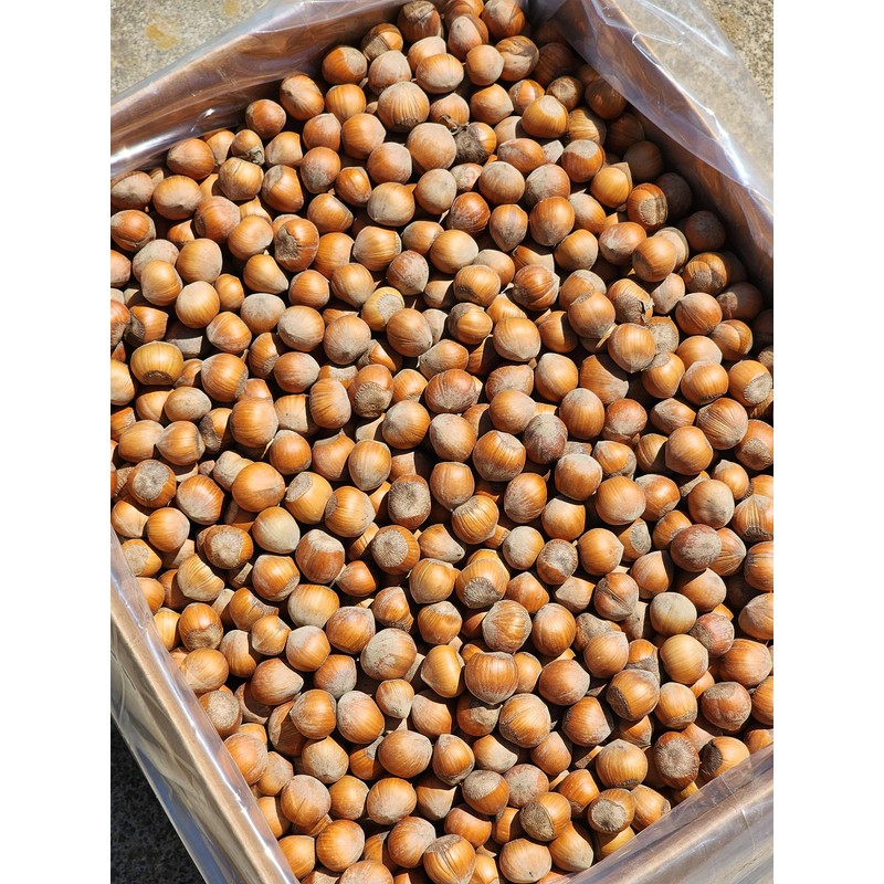 Hazelnuts in-shell from our family orchard in Washington state. (Raw,