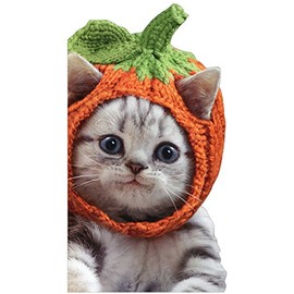 Avanti, Avanti Kitten Knit Pumpkin Hat LBF
