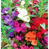 22Day Seeds: Seeds Balsam Camellia Flowered Mix/Impatiens balsamina/Annual Flowers