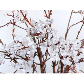 Olivachel Pack of 4 - Real Looking Artificial Plum Blossoms Silk Flower Branches Long Tree Twigs Vines Cherry Blossom Stems for Home Restaurant Salon Office Decor 32 inches (White)