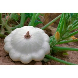 Seeds4planting - Seeds Early White Patty Pan Scallop Scallopini Squash Bush Zucchini Non GMO Heirloom