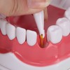 Dental Teaching Teeth Model 2X Magnifying Teeth Model Dentist Teaching