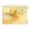 CALVENDO Puzzle Three Cute Chicks 1000 Pieces Laying Size 64