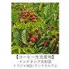 Organic Coffee Club Indonesia Toraja Organic Coffee 17.6 oz (500