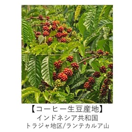 Organic Coffee Club Indonesia Toraja Organic Coffee 17.6 oz (500 g) Powder, Medium Grind, Deep Roasted