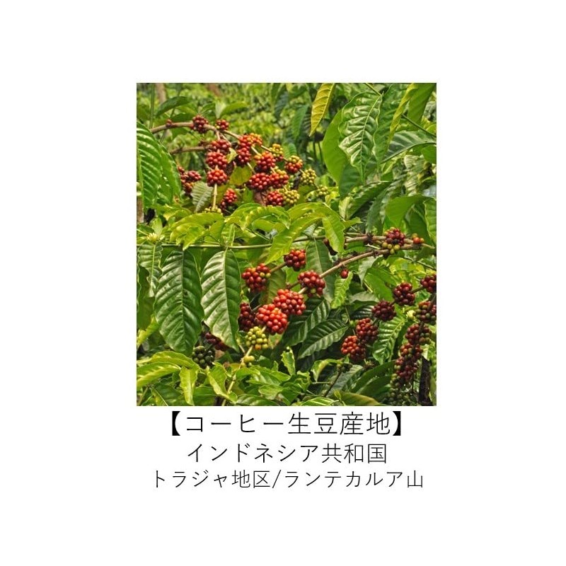 Organic Coffee Club Indonesia Toraja Organic Coffee 17.6 oz (500