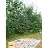 Mariangela Prunotto Azienda Agricola Composta di Prugne con Zucchero, Originale,