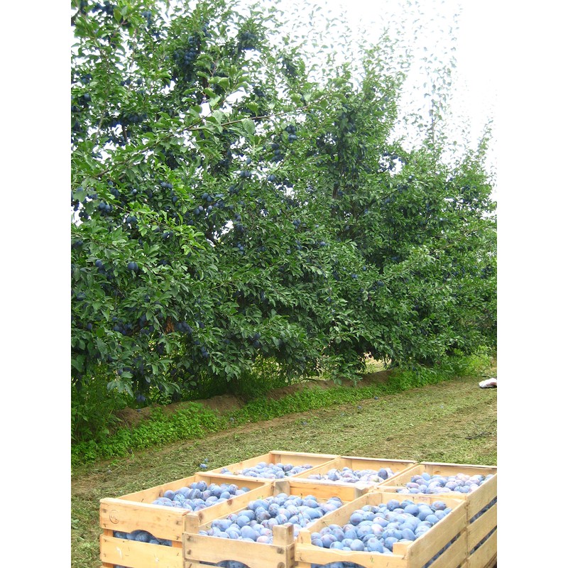 Mariangela Prunotto Azienda Agricola Composta di Prugne con Zucchero, Originale,