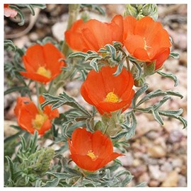 Everwilde Farms - 1 Oz Scarlet Globe Mallow Native Wildflower Seeds - Gold Vault