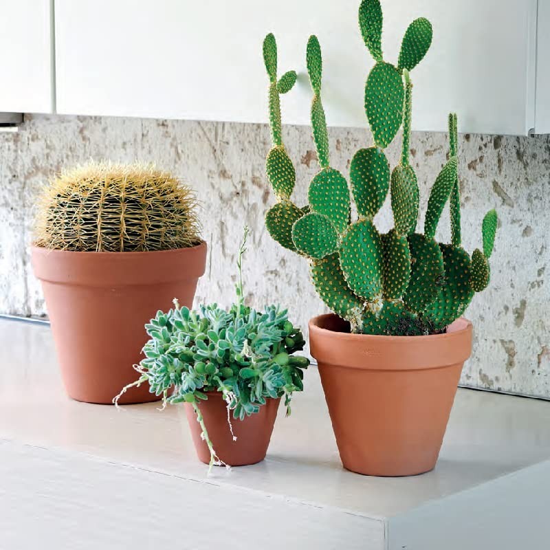 OLEEP Clay Pots - 10 Pack (5.5 inch) Large Terra