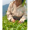 Makai Bari Tea Garden Organic Darjeeling Tea Autumn 2023 Autumn