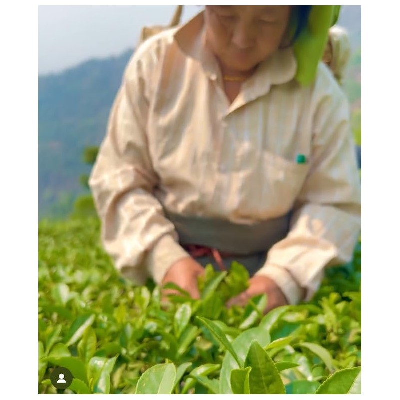 Makai Bari Tea Garden Organic Darjeeling Tea Autumn 2023 Autumn