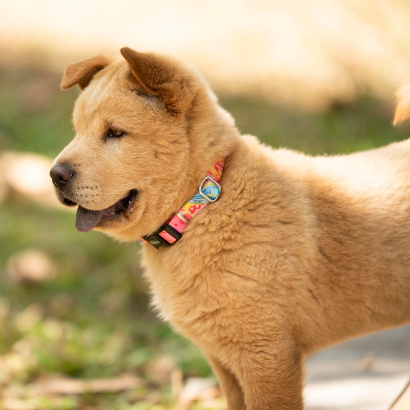 Hyhug Martingale Dog Collar with Buckle: Escape-proof, Anti-Slip, Heavy Duty