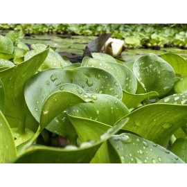 Bundle of  20 Water Hyacinth/Floating Pond Plants/Live Aquatic Plant