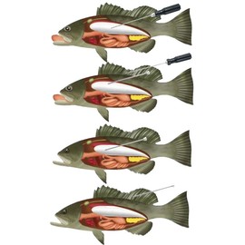 YANDIA Fish Venting Tool Three Sizes of Stainless Steel Needle with Plastic Storage Bin （Fish Will Not Clog The Needle）