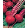 Mr Fothergills Mr Fothergill's 11723 Beetroot Boltardy Seeds, red