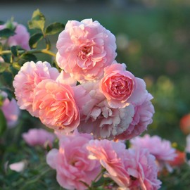 Heirloom Roses Rose Plant - Bonica® Pink Rose Bush, Landscape Live Plant for Planting Outdoors