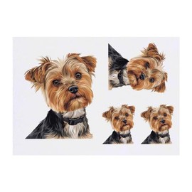 4 x 'Yorkshire Terrier Portrait' Temporary Tattoos - Water Resistant, Skin-Safe, Non-Toxic Transfers, Mixed Sizes (TO00073036)