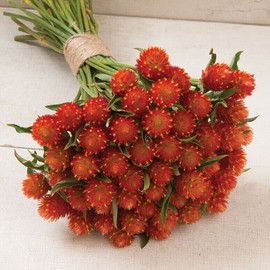 GardeningTreasures 40 Gomphrena Orange seeds