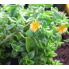 Sun Jewel Yellow Sun Flower Rose Succulent - Aptenia Cordifolia