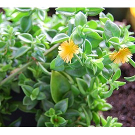 Sun Jewel Yellow Sun Flower Rose Succulent - Aptenia Cordifolia - ROOTED PLANT