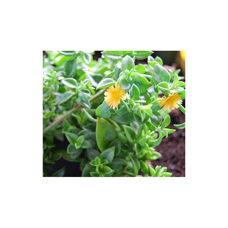 Sun Jewel Yellow Sun Flower Rose Succulent - Aptenia Cordifolia