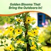 Outsidepride Sunrise Yellow Thunbergia Black Eyed Susan Seeds - 200