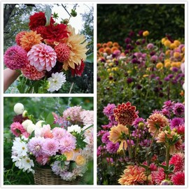 Dahlia Seeds, Dahlia Pompon Flower Seeds for Planting, Dahlia Seeds for Planting (Pack of 1350+)