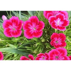 Flower Seeds Beautiful Red/Pink Virgo Sementes Terrace Garden Flowers Seeds 100 SEEDS NON-GMO