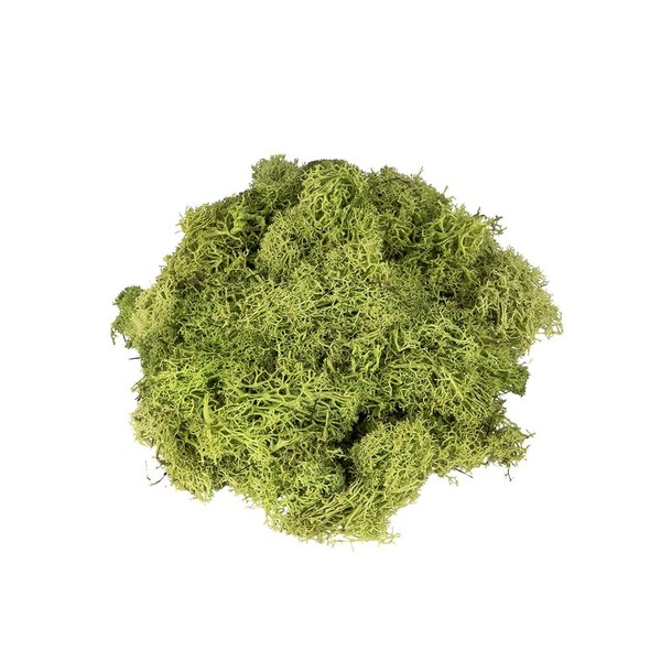 Ideen mit Herz Icelandic Moss, Green, Decorative Moss, Natural Product,