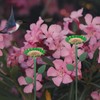 Bird Feeder Pole | Garden Decorations Feeder Poles,Squirrel Proof Outdoor