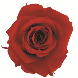 Flor Ever FL000072-005 Preserved Flower, Short Stem Rose, Cherry Red, Approx. Flower Diameter 1.4 - 2.0 x 7.9 inches (3.5 - 5 x 20 cm)